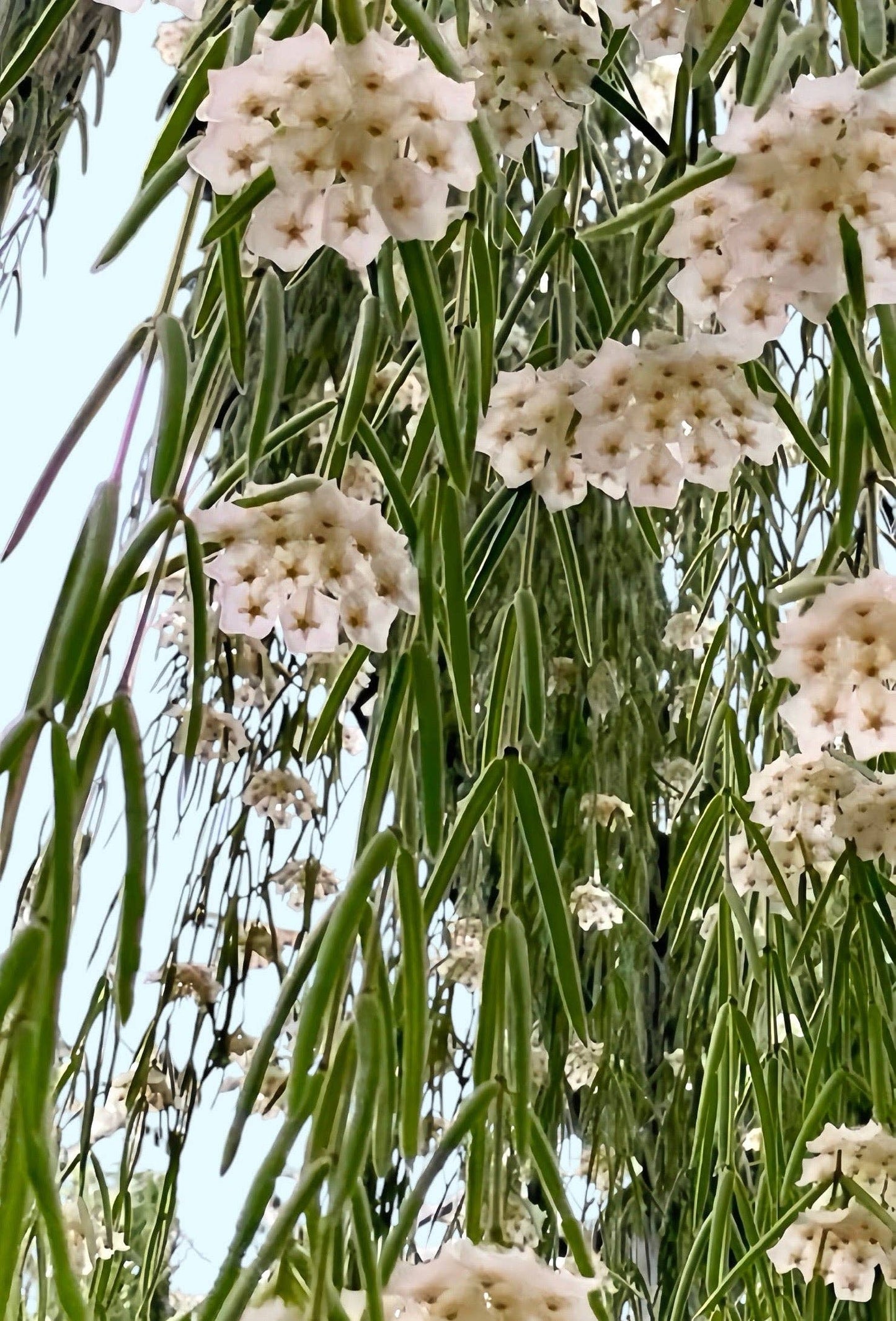 Hoya Linearis