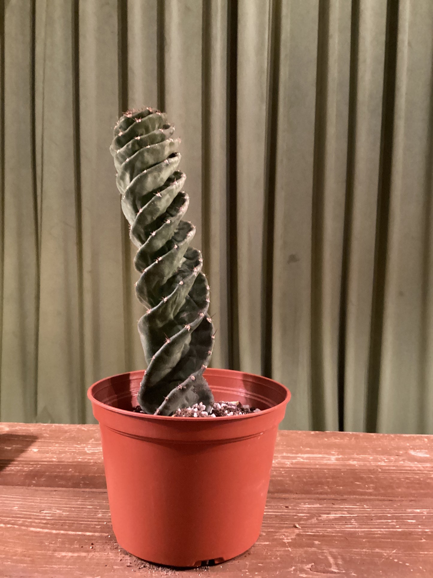 Spiral Cactus