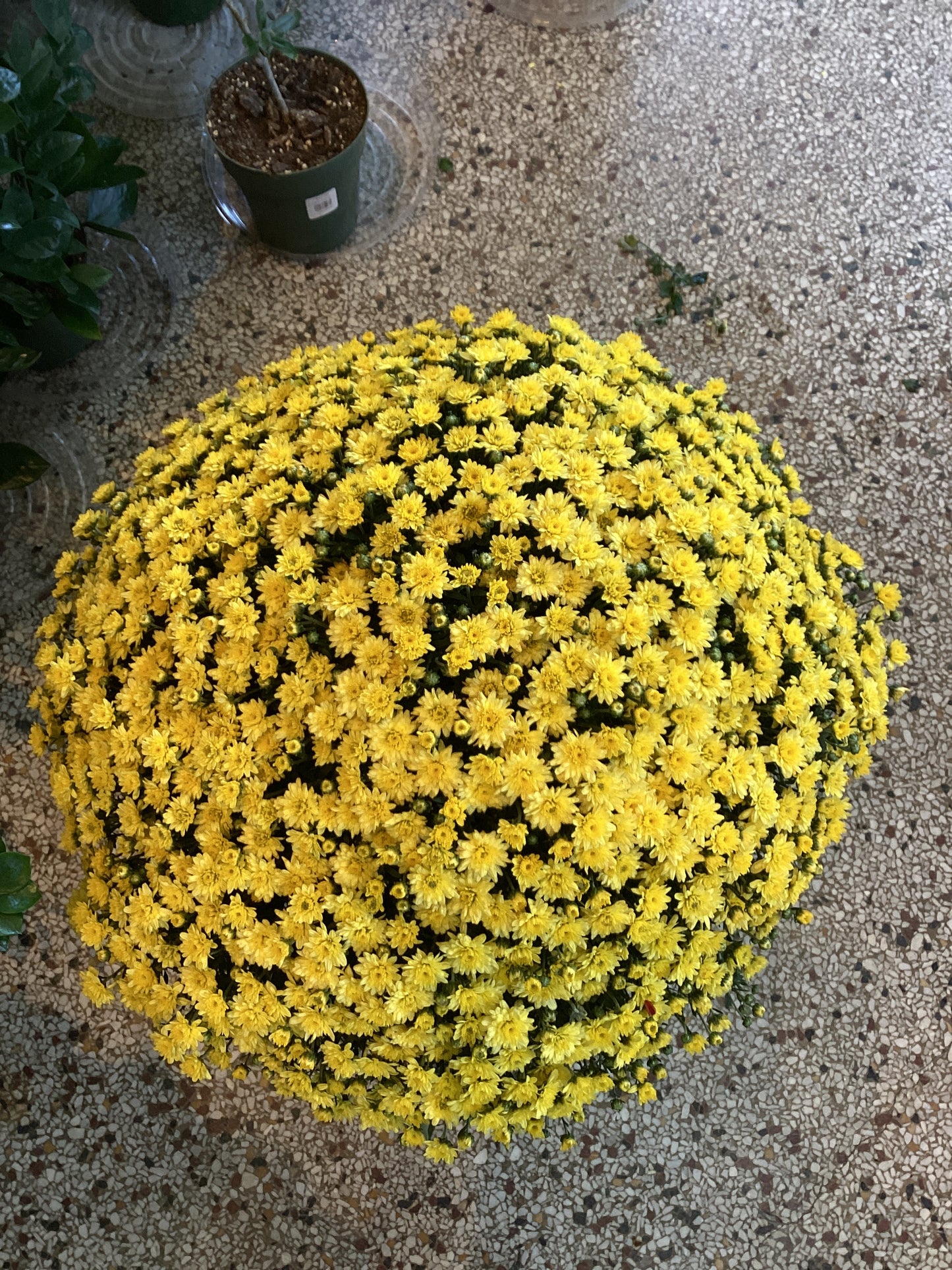 10IN Garden Mum
