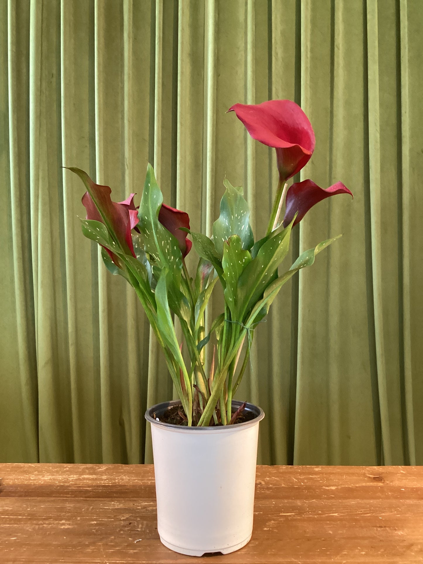 6In Calla Lily
