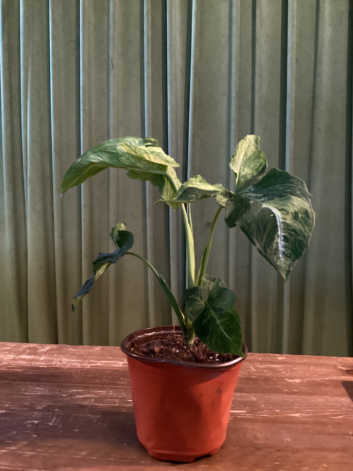 Syngonium Scrambled Eggs