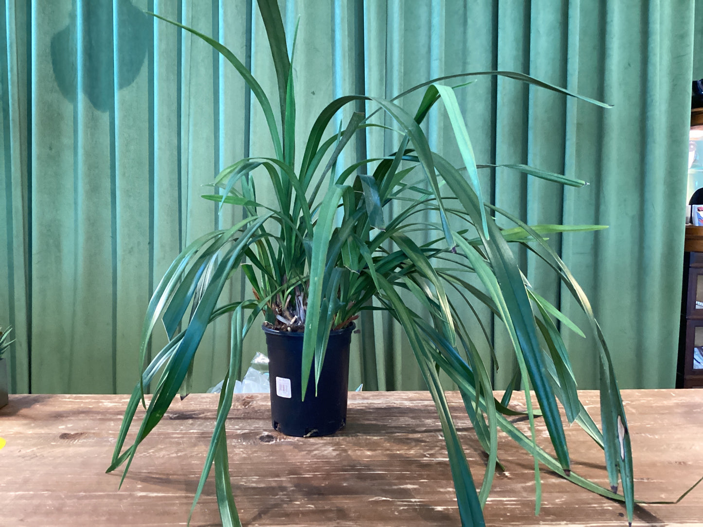 Orchid Cymbidium