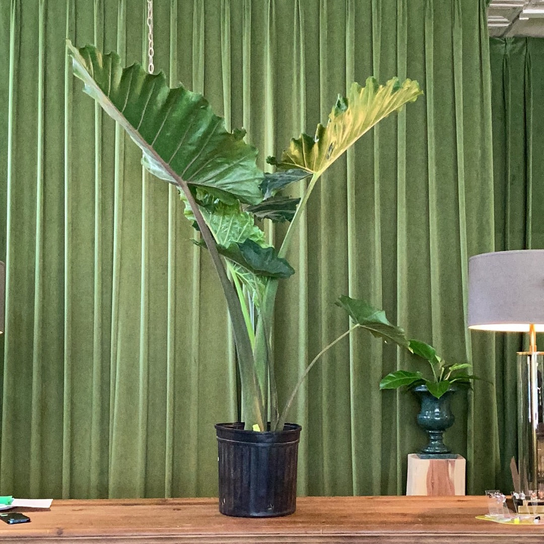 Alocasia