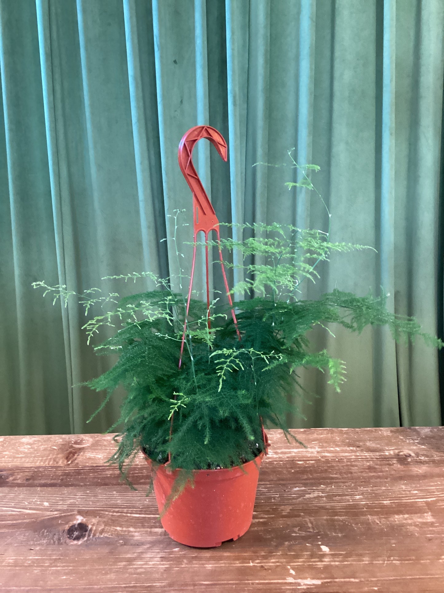 6IN Plumosa Fern