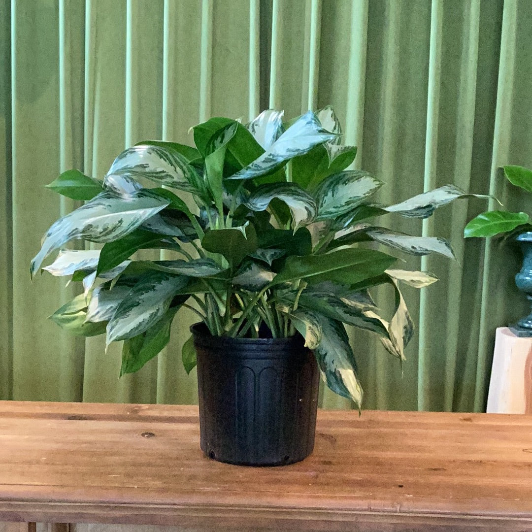 Aglaonema Medium