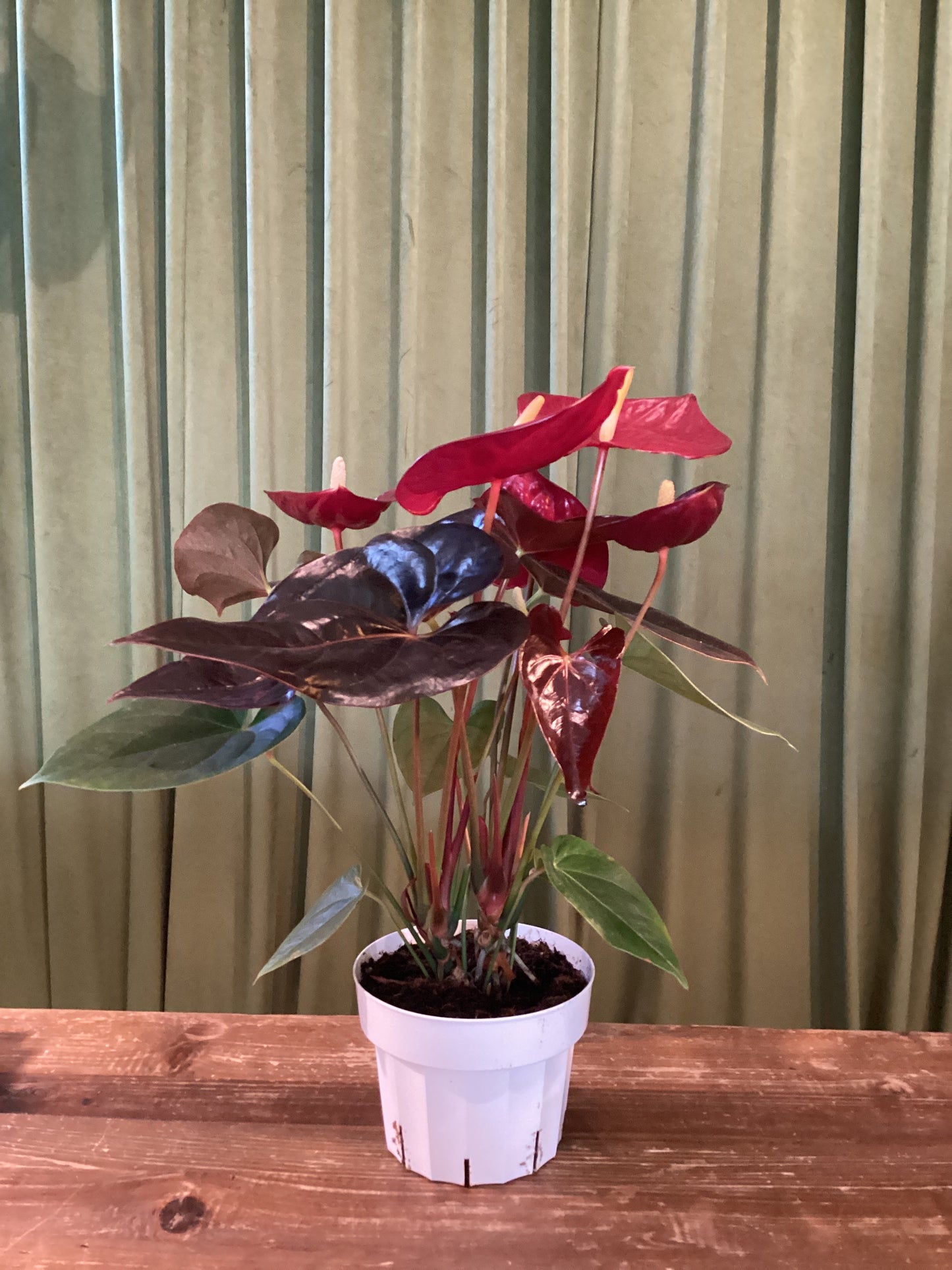 Giant Anthurium