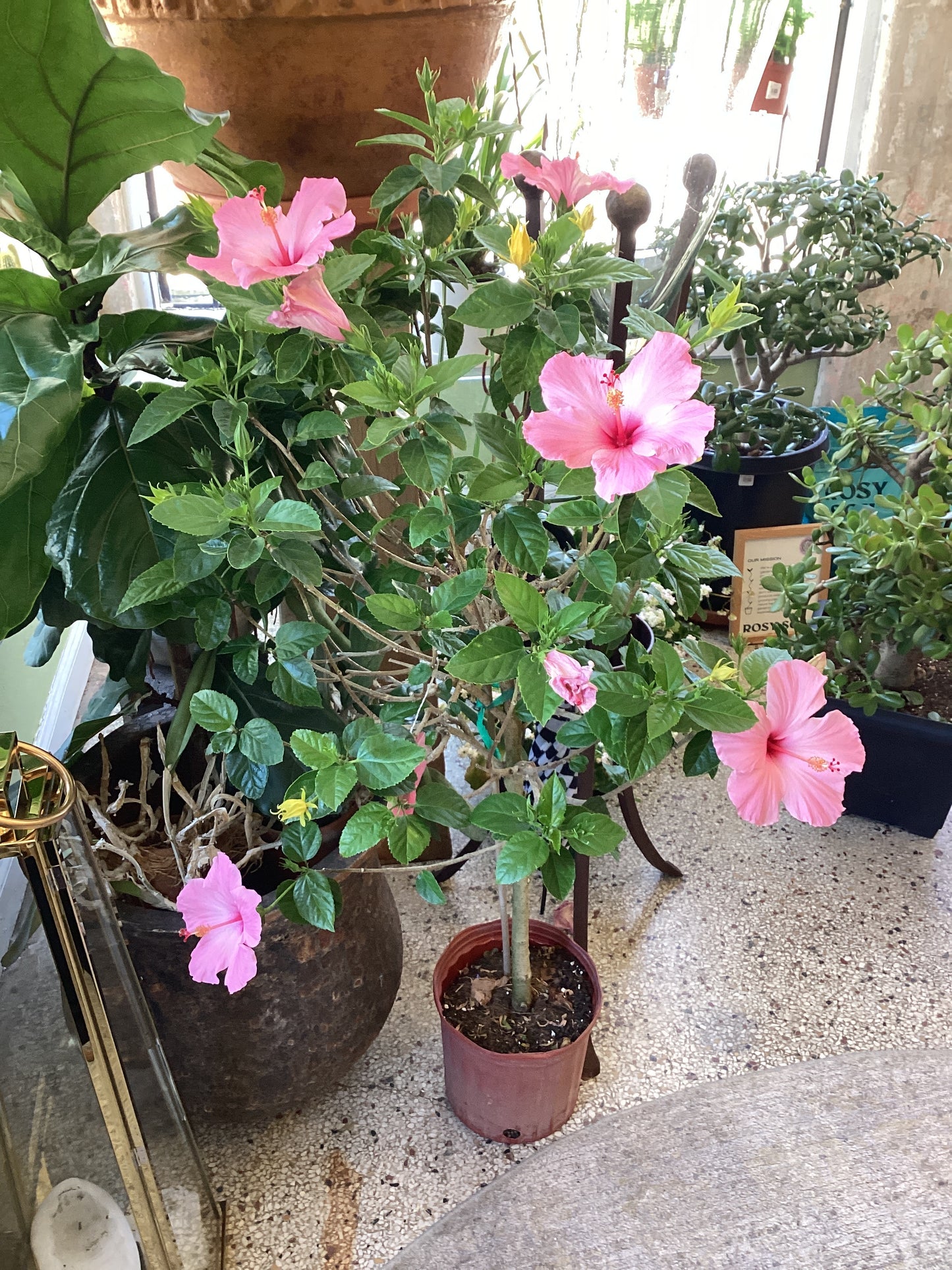 10IN Hibiscus