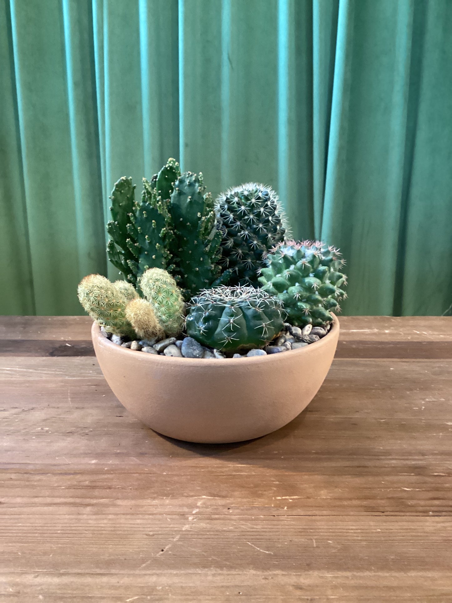 Med Clay Cactus Garden