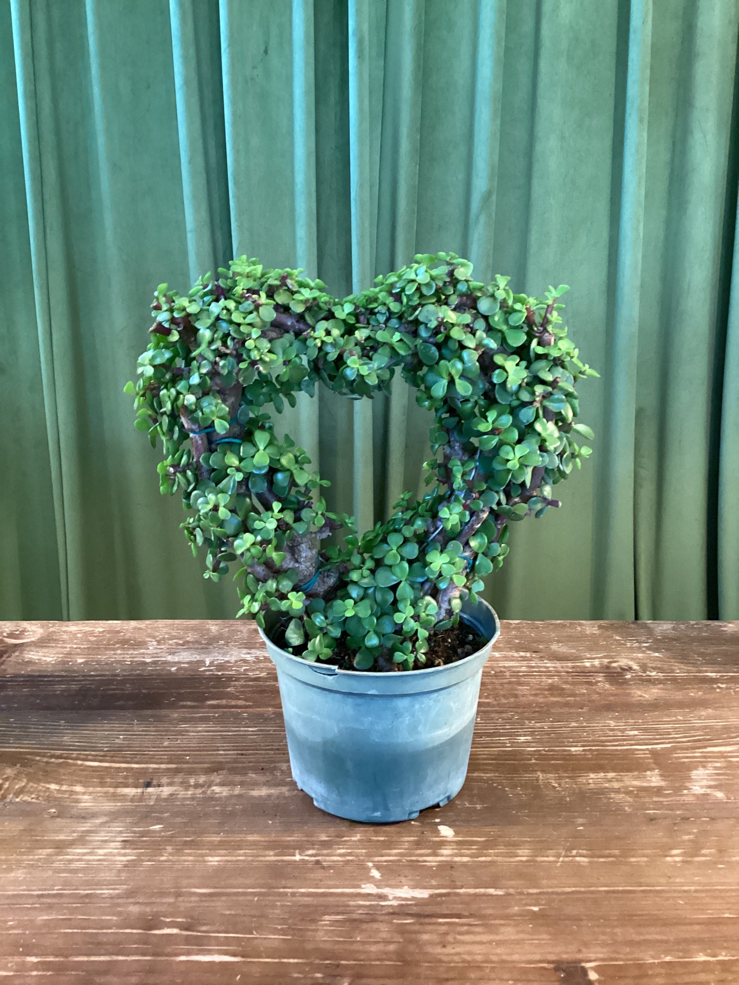 6IN Portulacaria Hearts