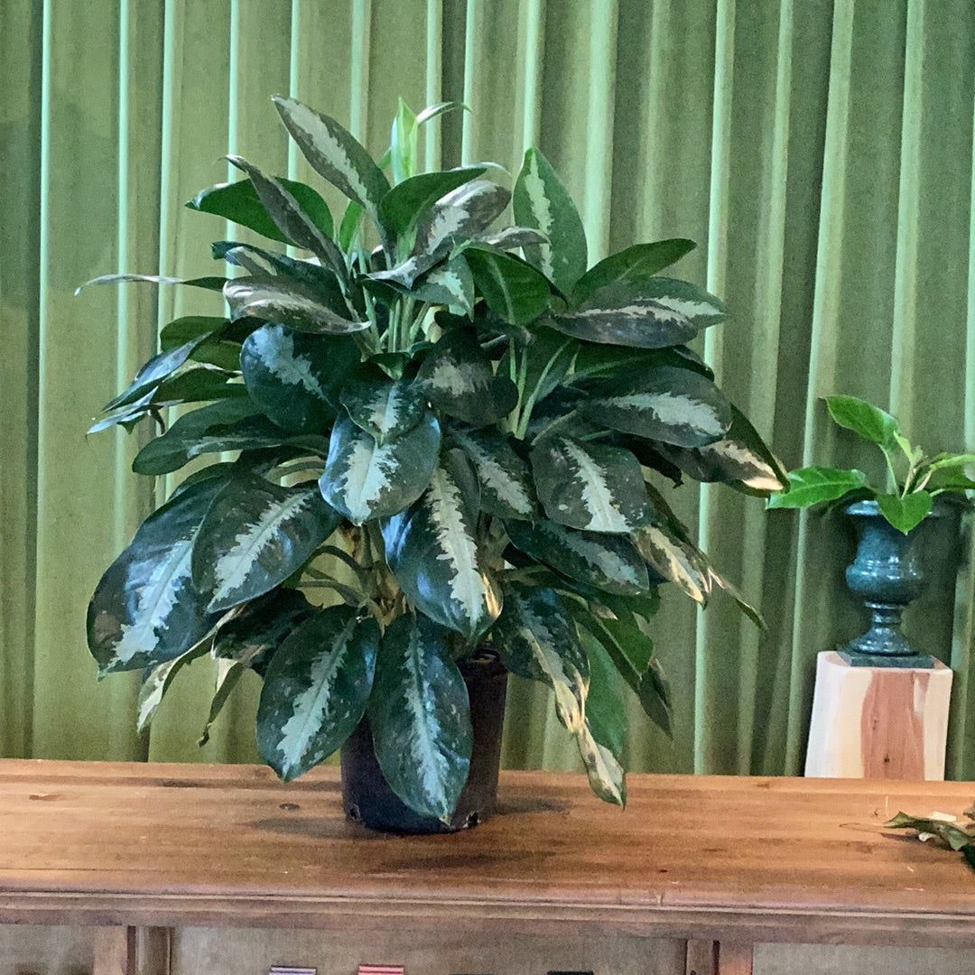 Aglaonema Large