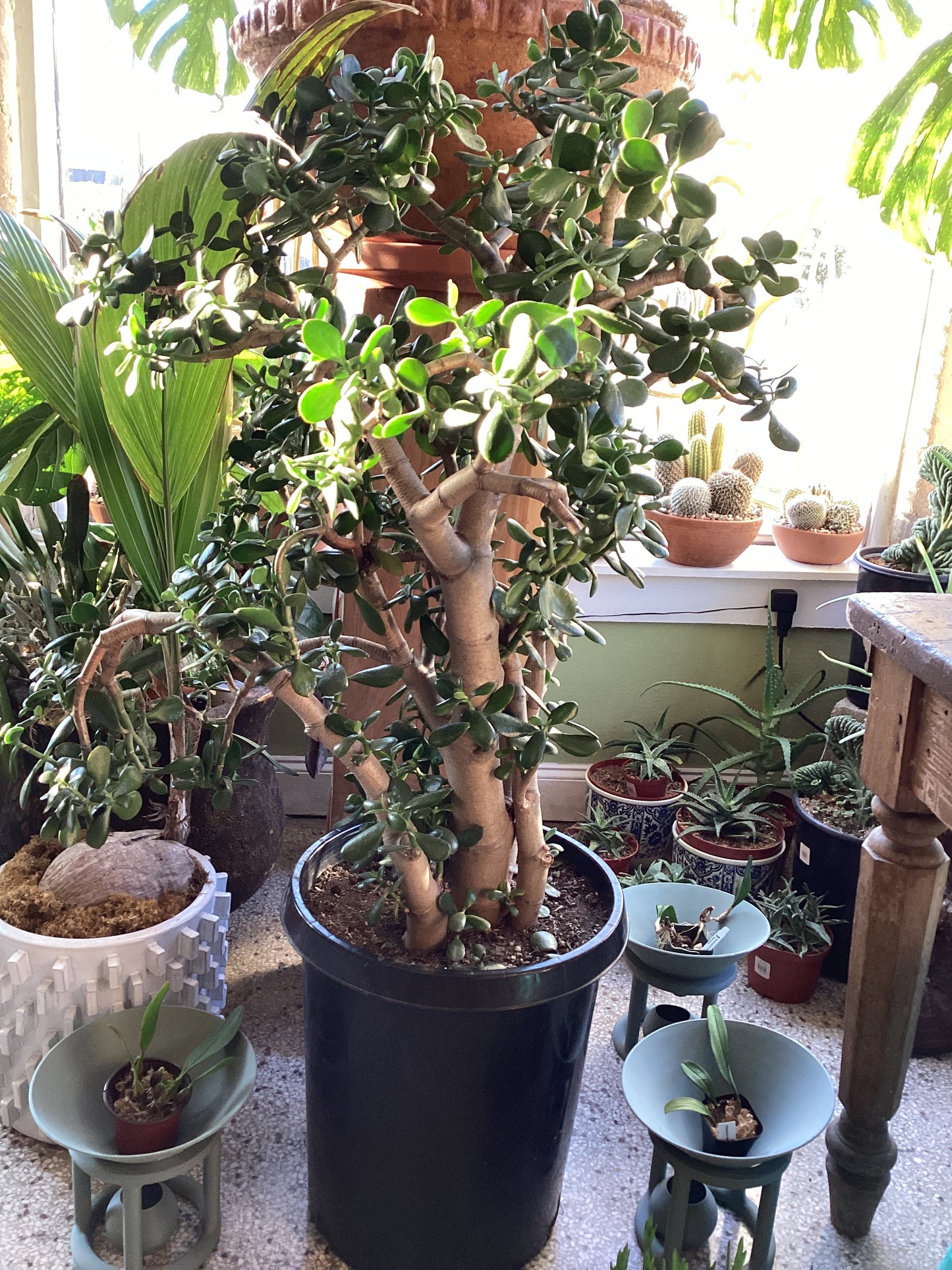Jade plant