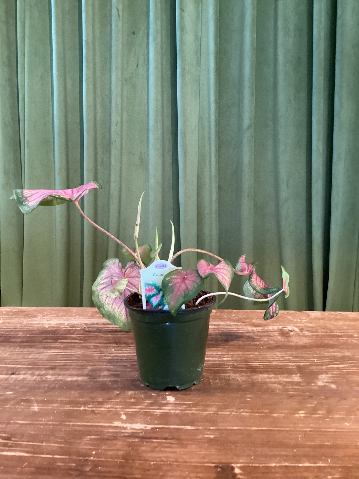 Caladium 4IN