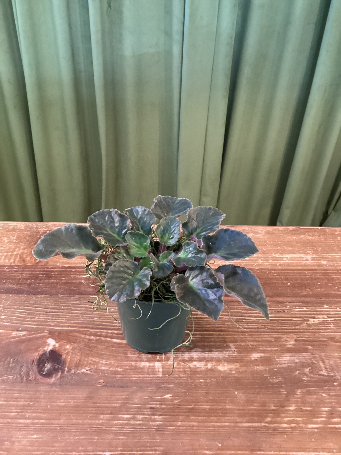 4IN African Violet