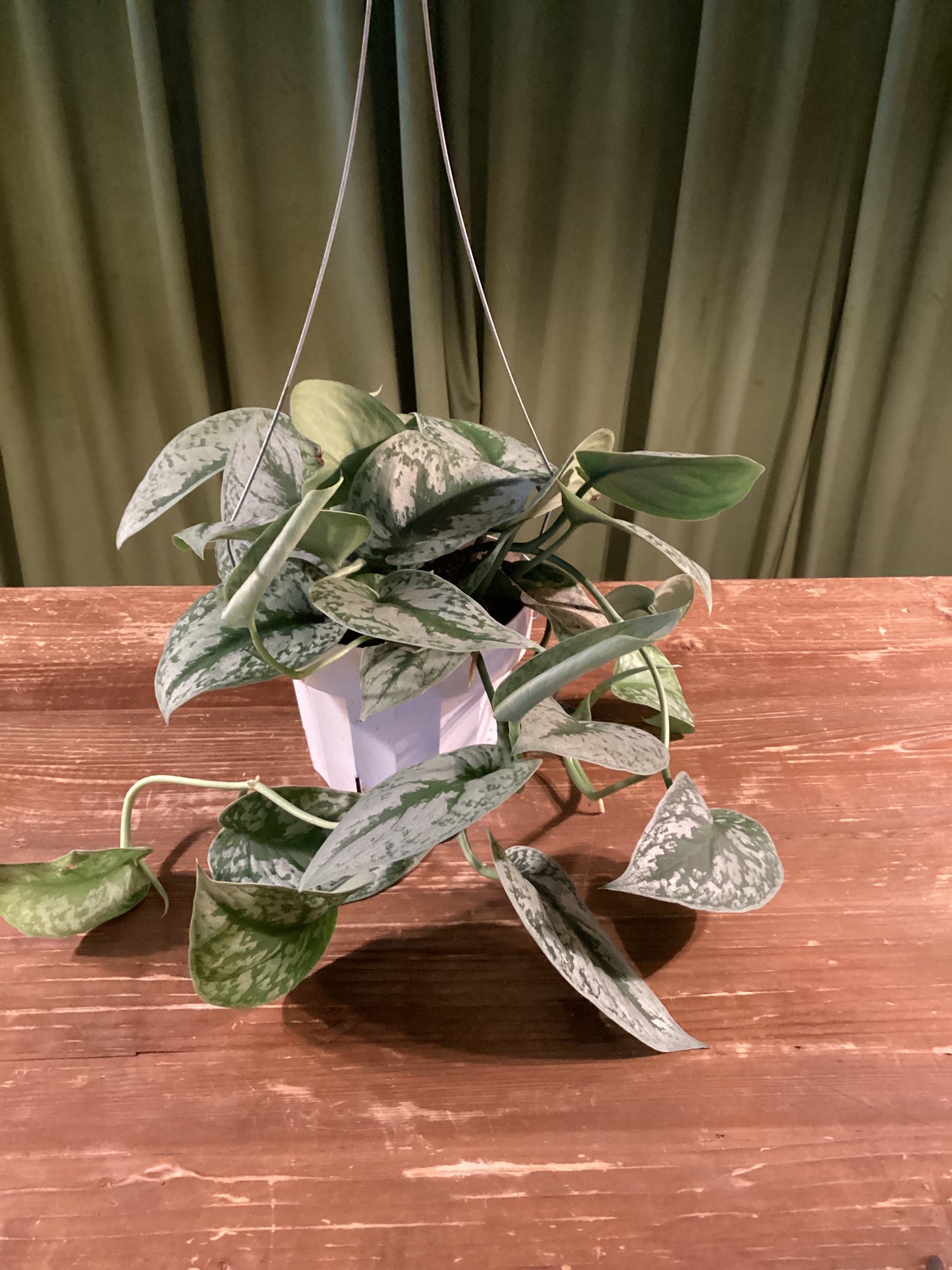 6in Picta Satin Pothos