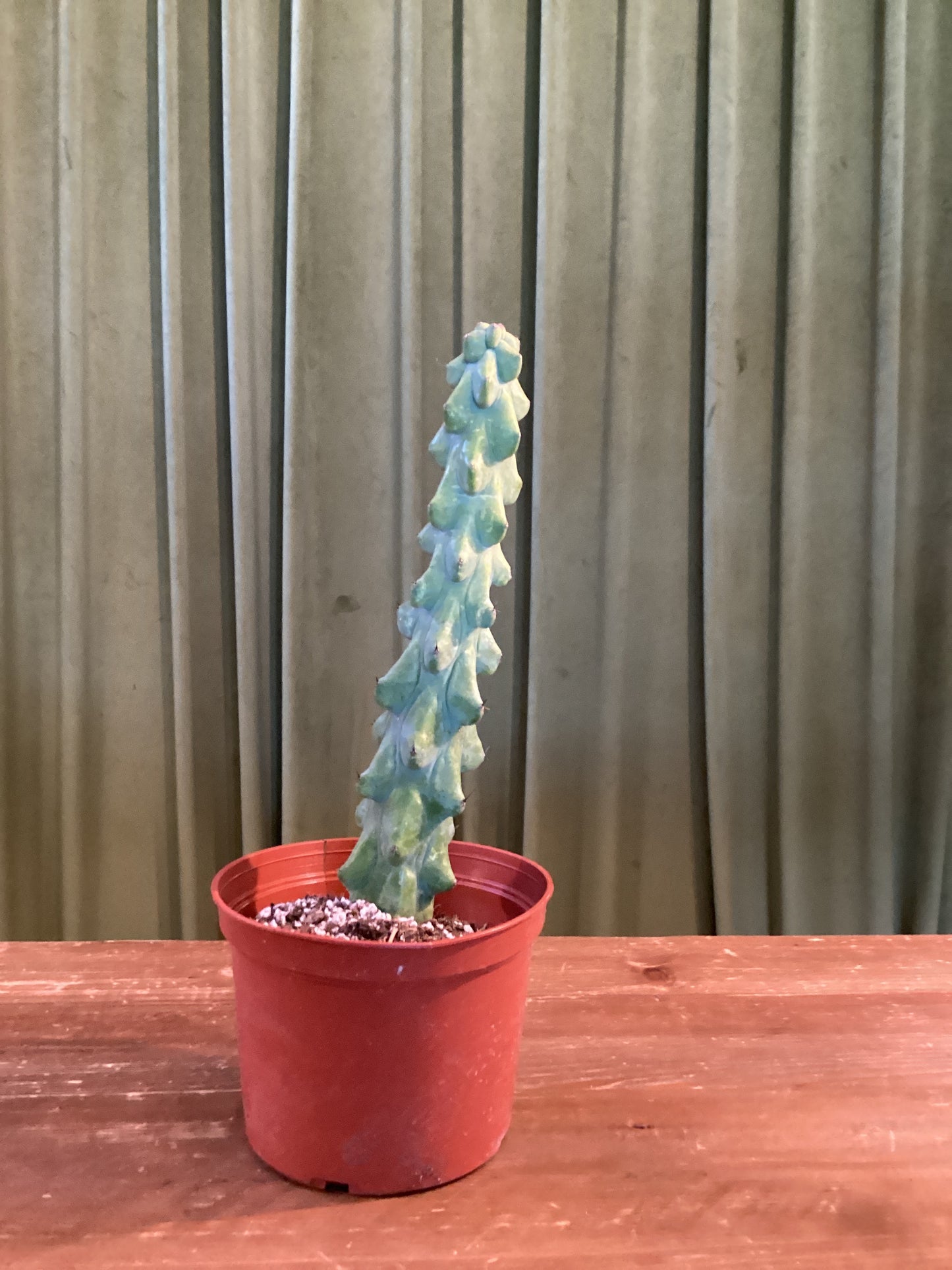 Boobie Cactus