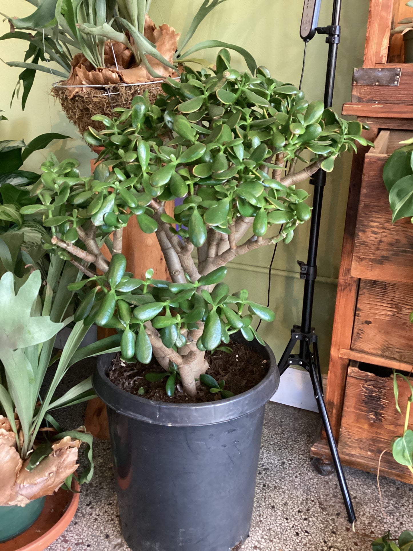 Jade plant
