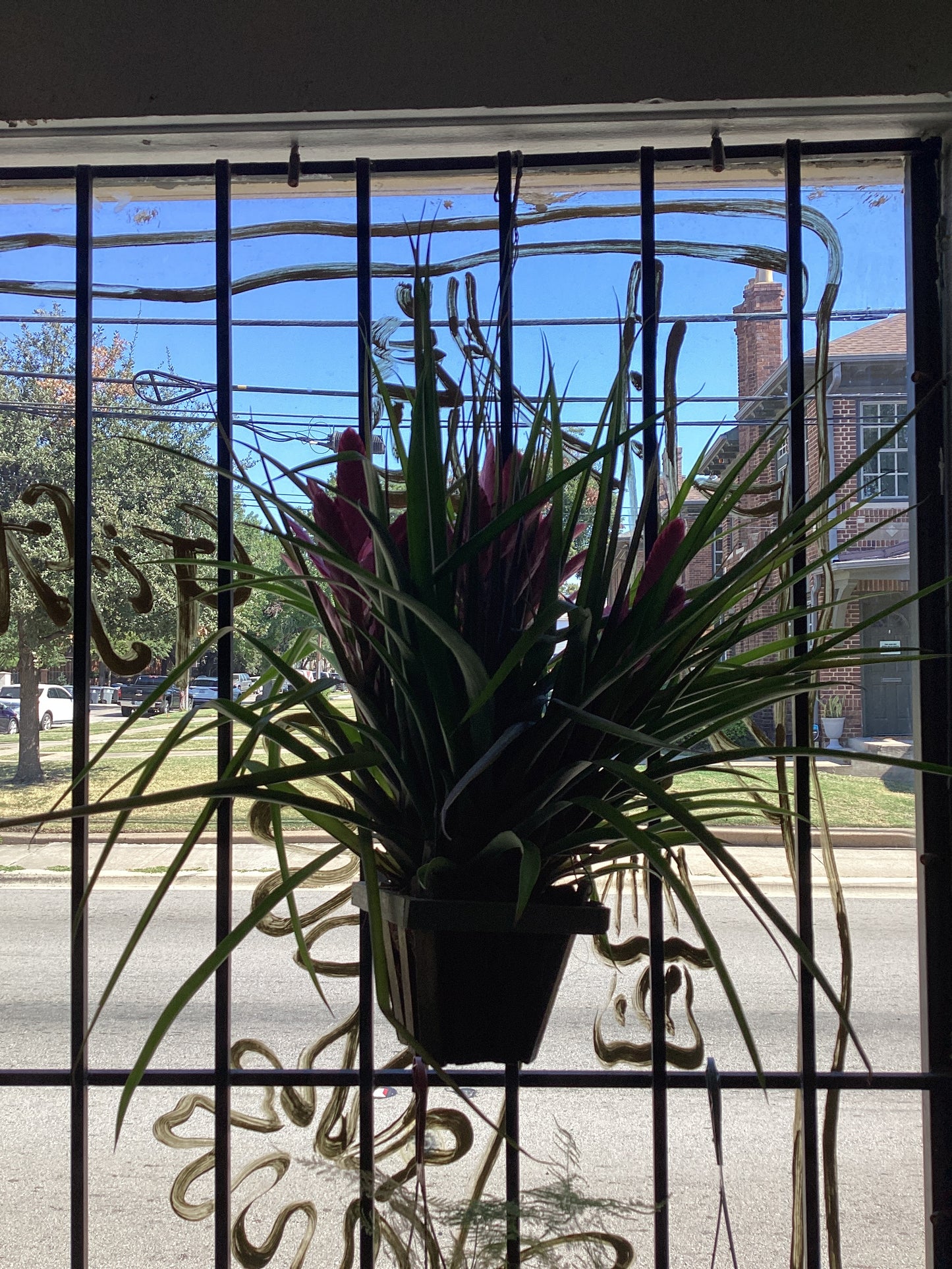 7IN Tillandsia Antonio