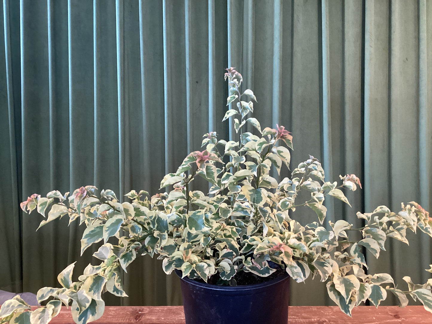 10IN Bouganvillea
