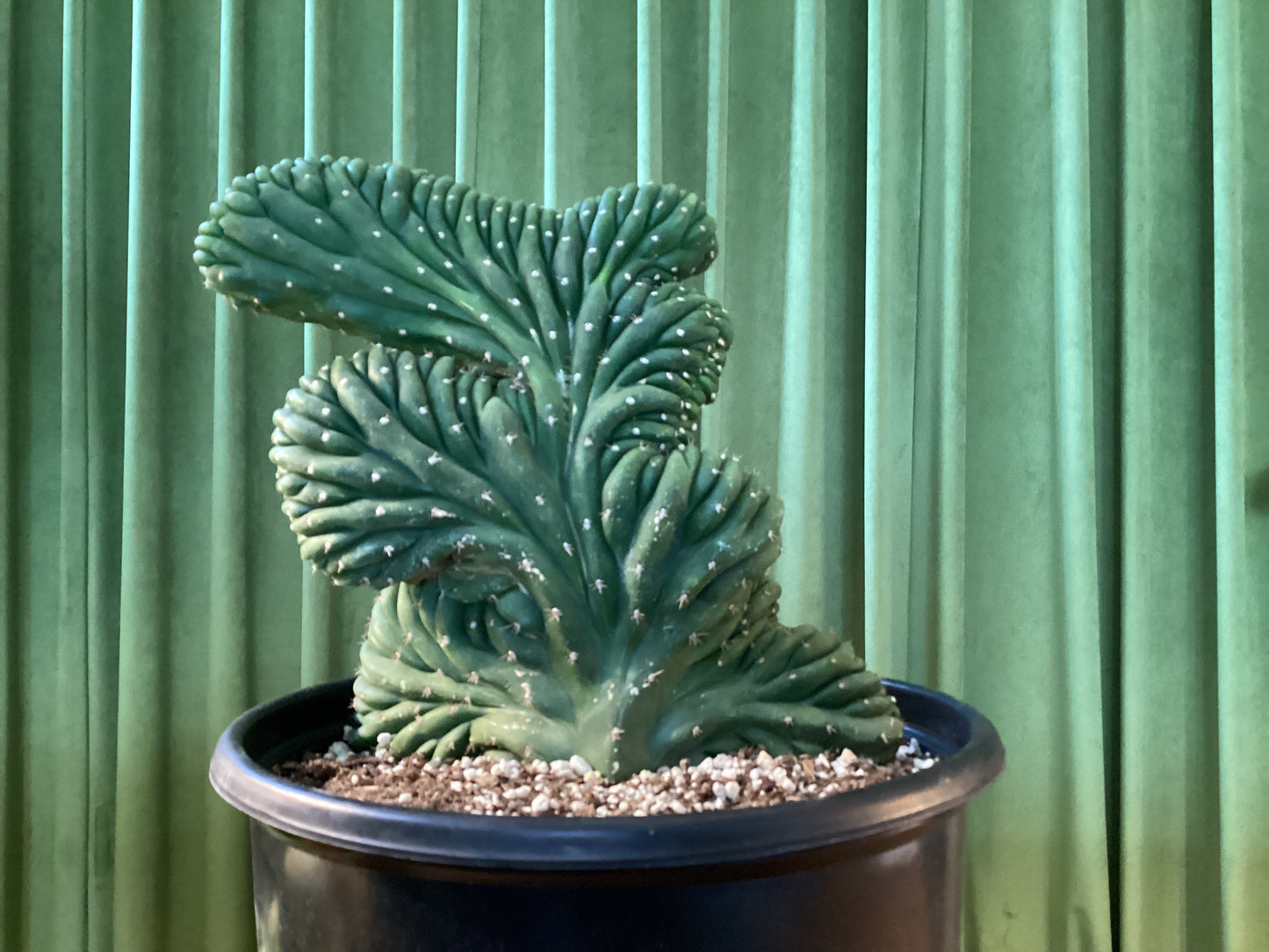 Crested San Pedro