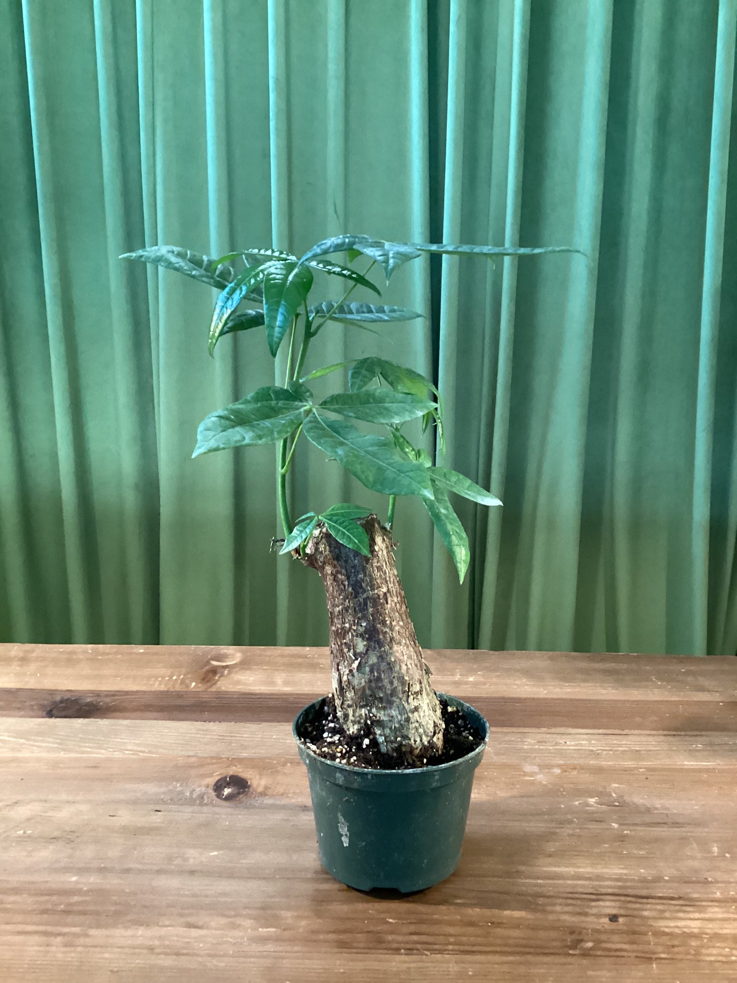 5in Money Tree stump