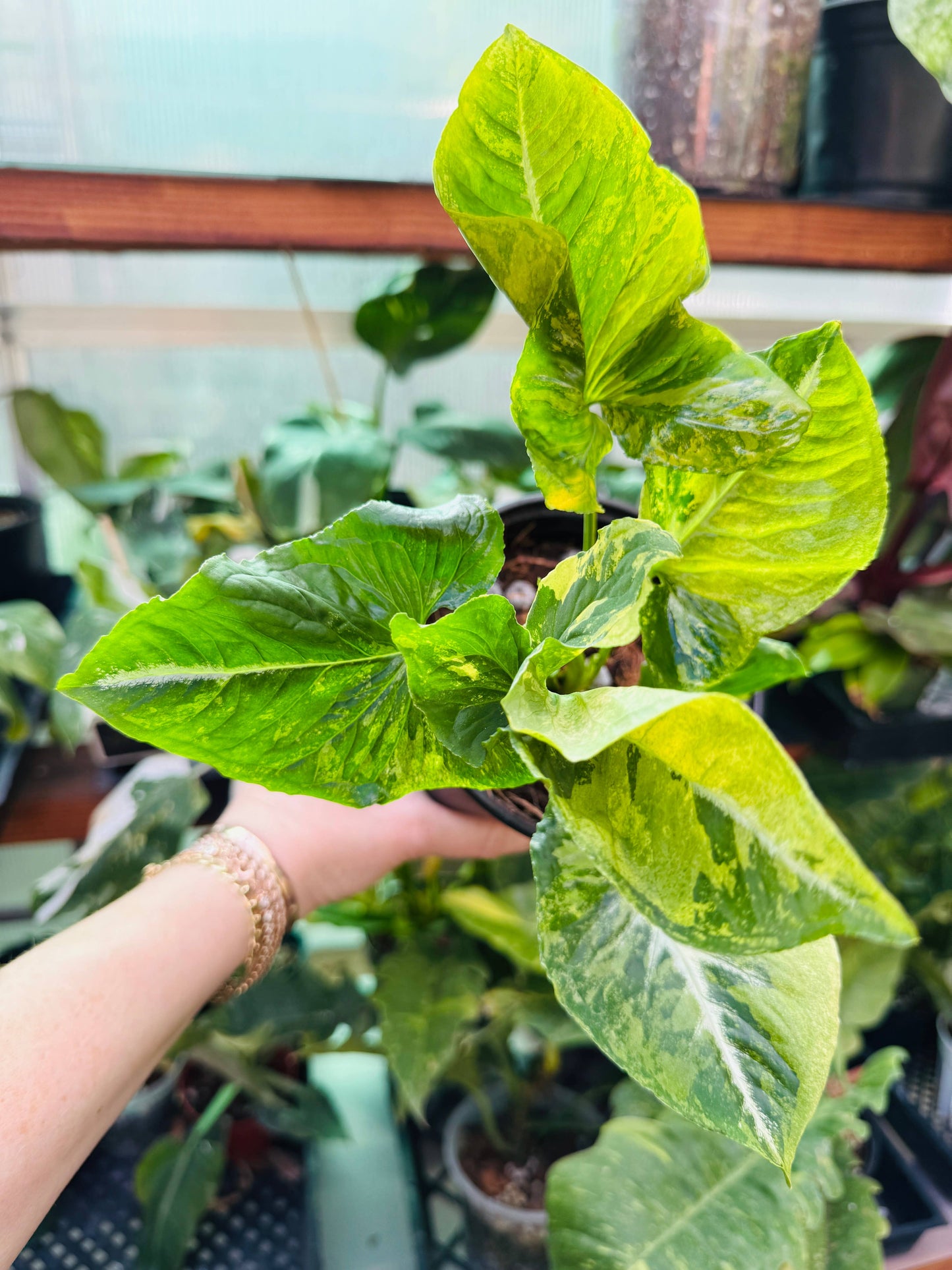 Syngonium Scrambled Eggs