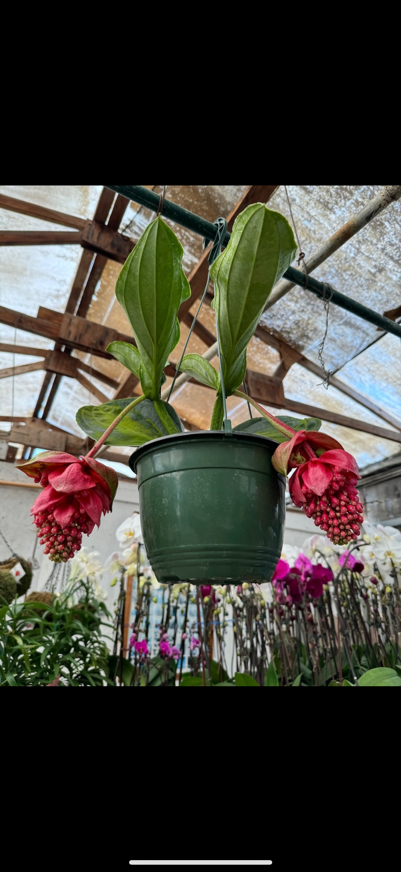 Medinilla Magnifica