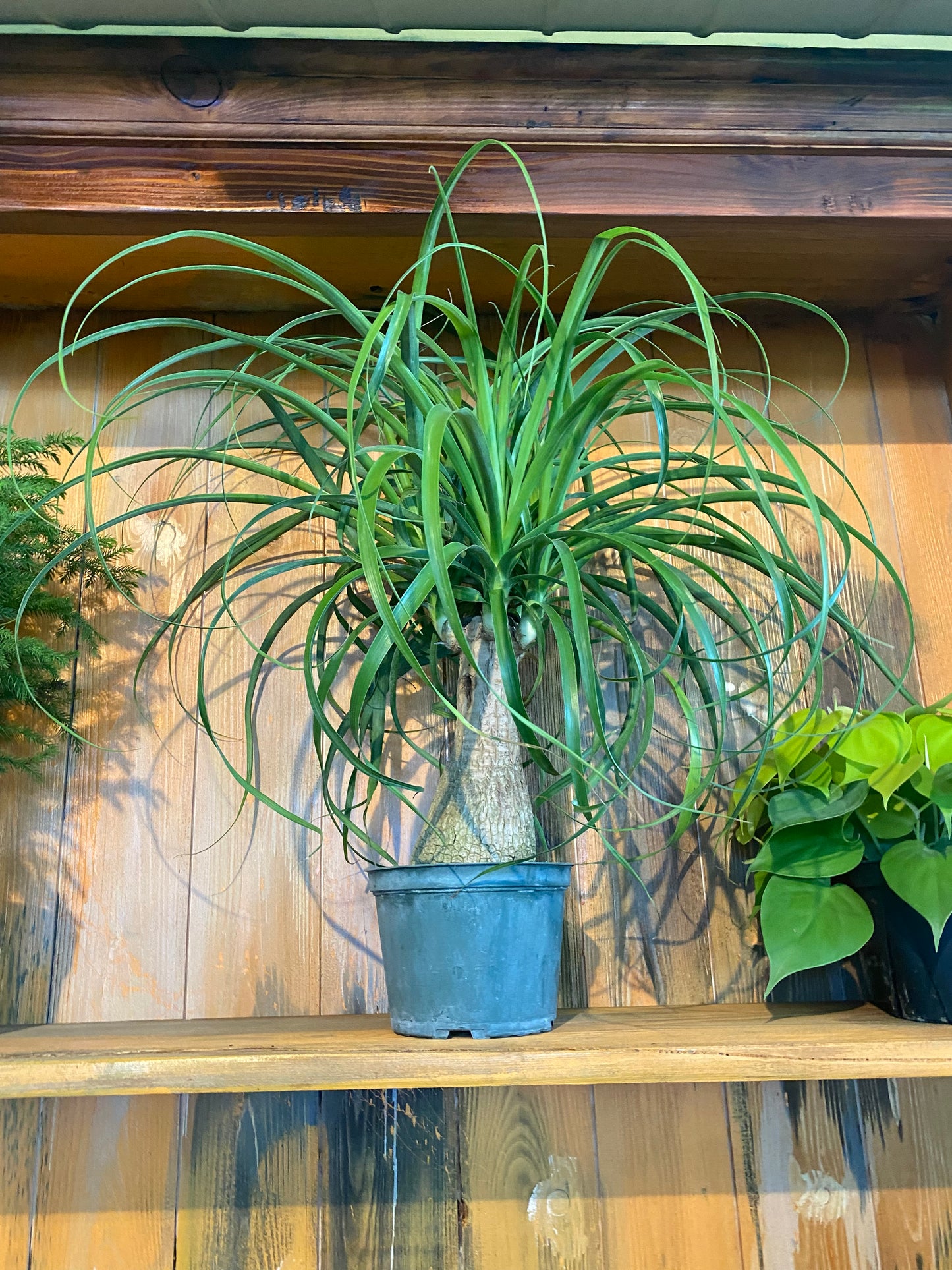 Ponytail Palm 6”