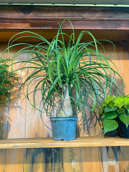 Ponytail Palm 6”