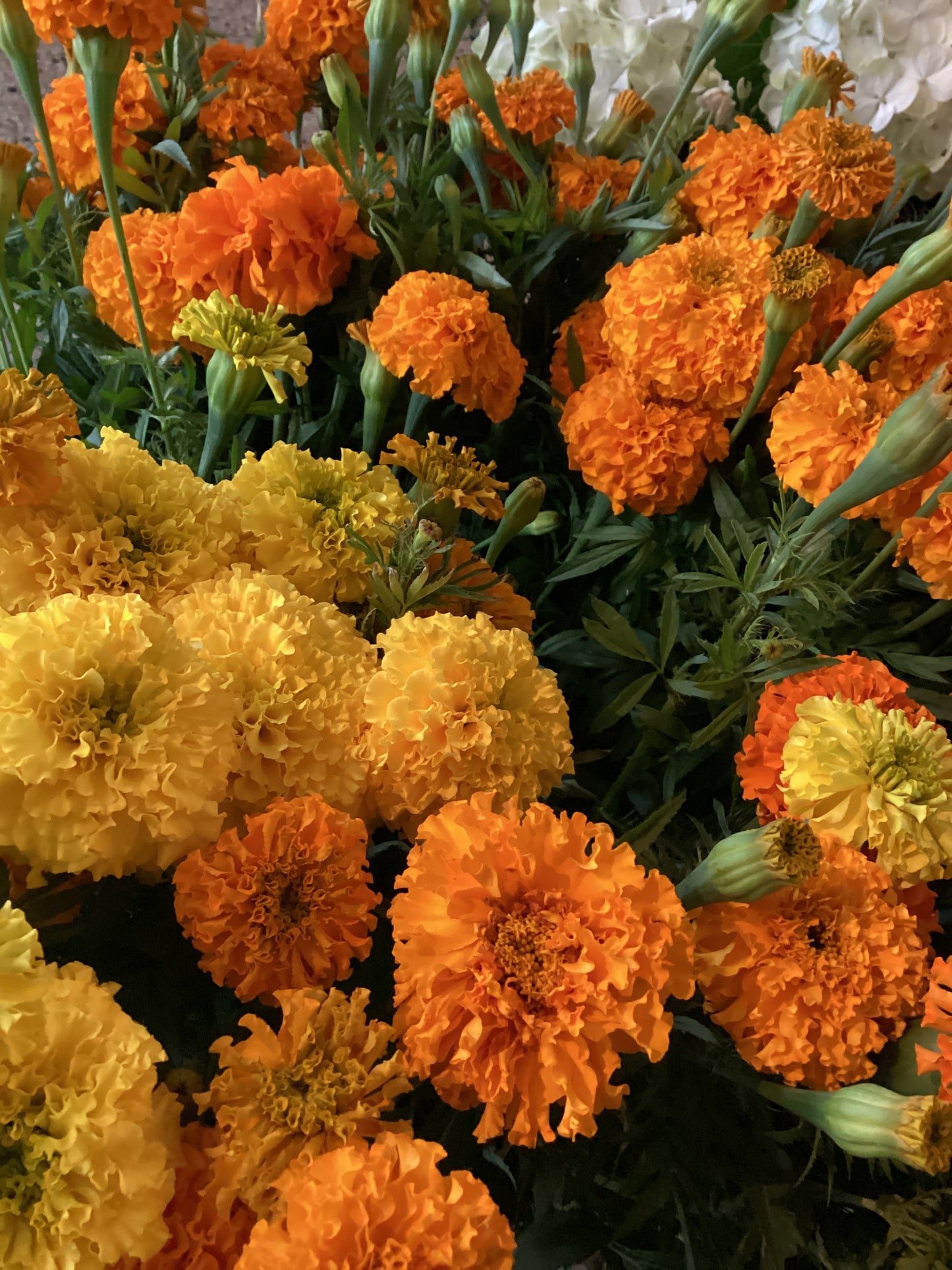 Marigolds Bouquet