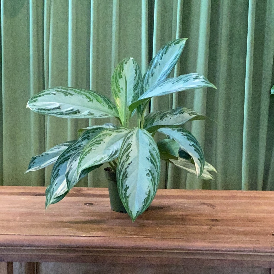 Aglaonema