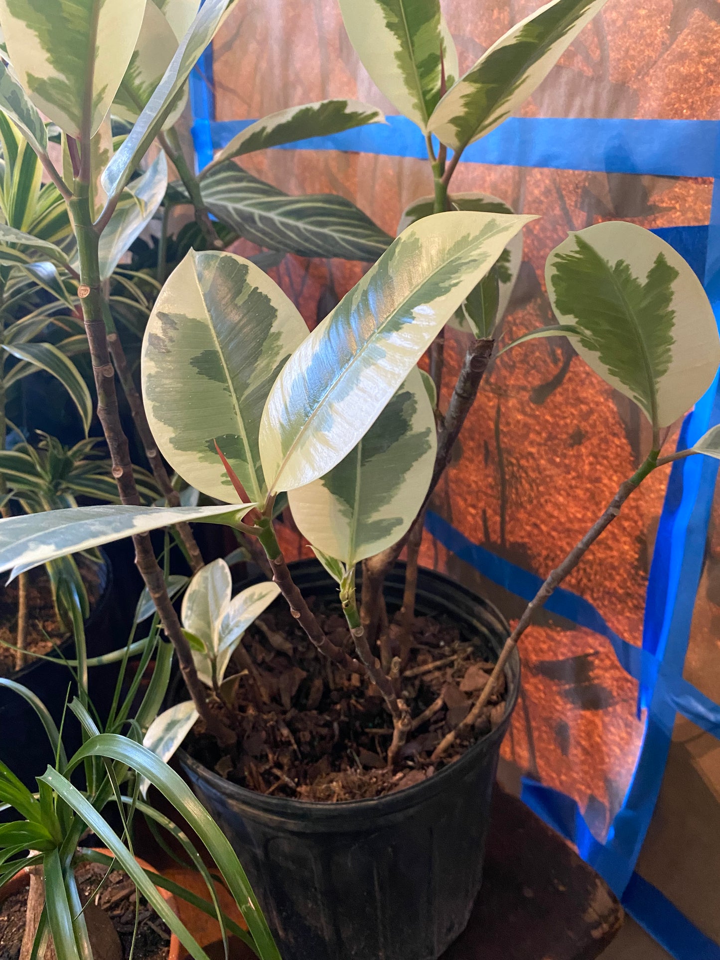 Large Rubber Plant - variegated