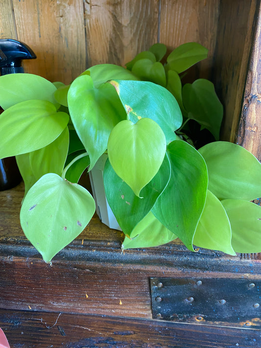 Philodendron 4”