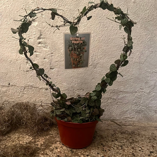 String of Hearts