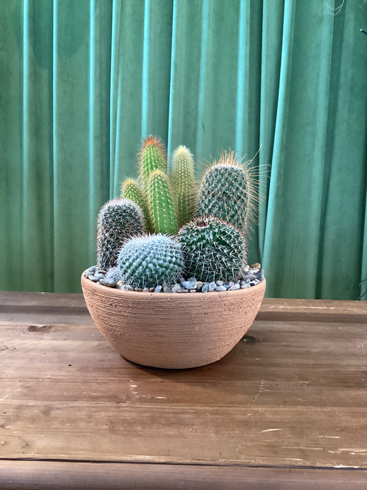 10in Clay Cactus Garden