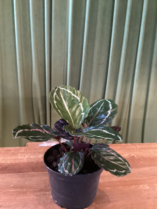 6in Calathea