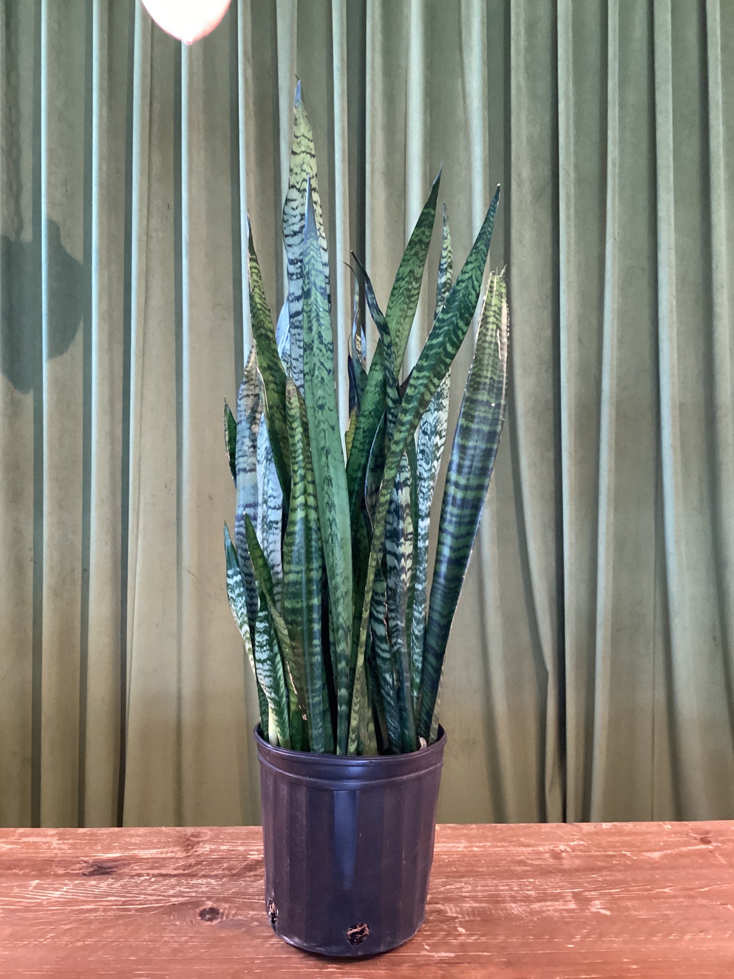 8IN Snake Plant