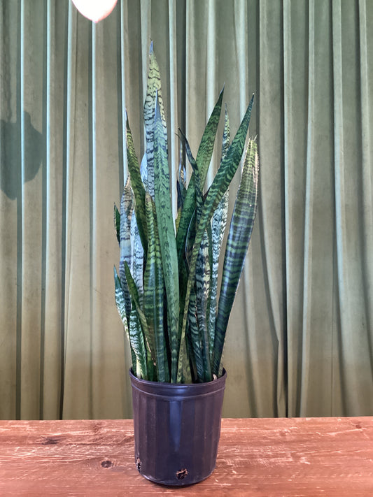 8IN Snake Plant