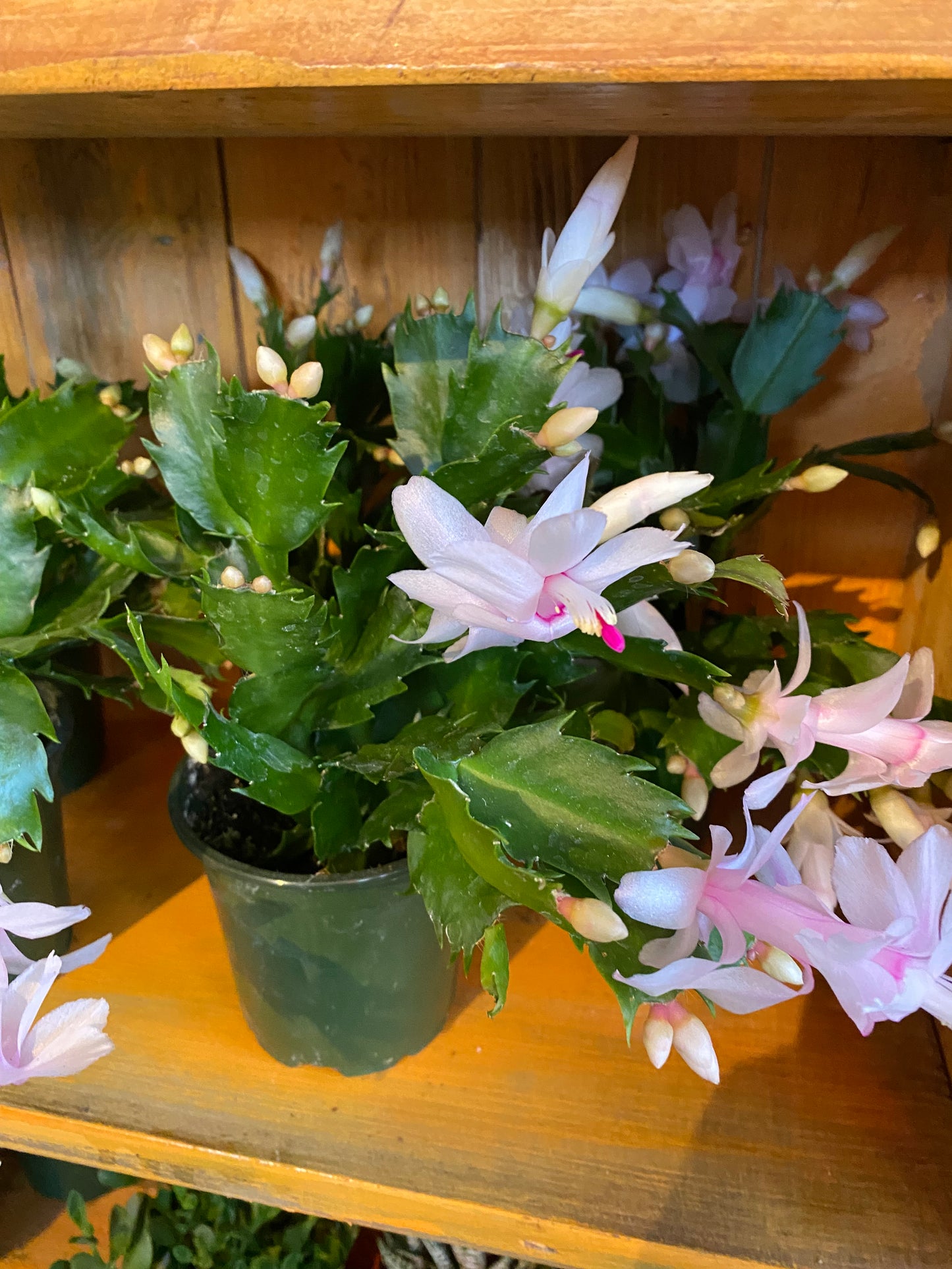 Christmas Cactus 4” - Schlumbergera