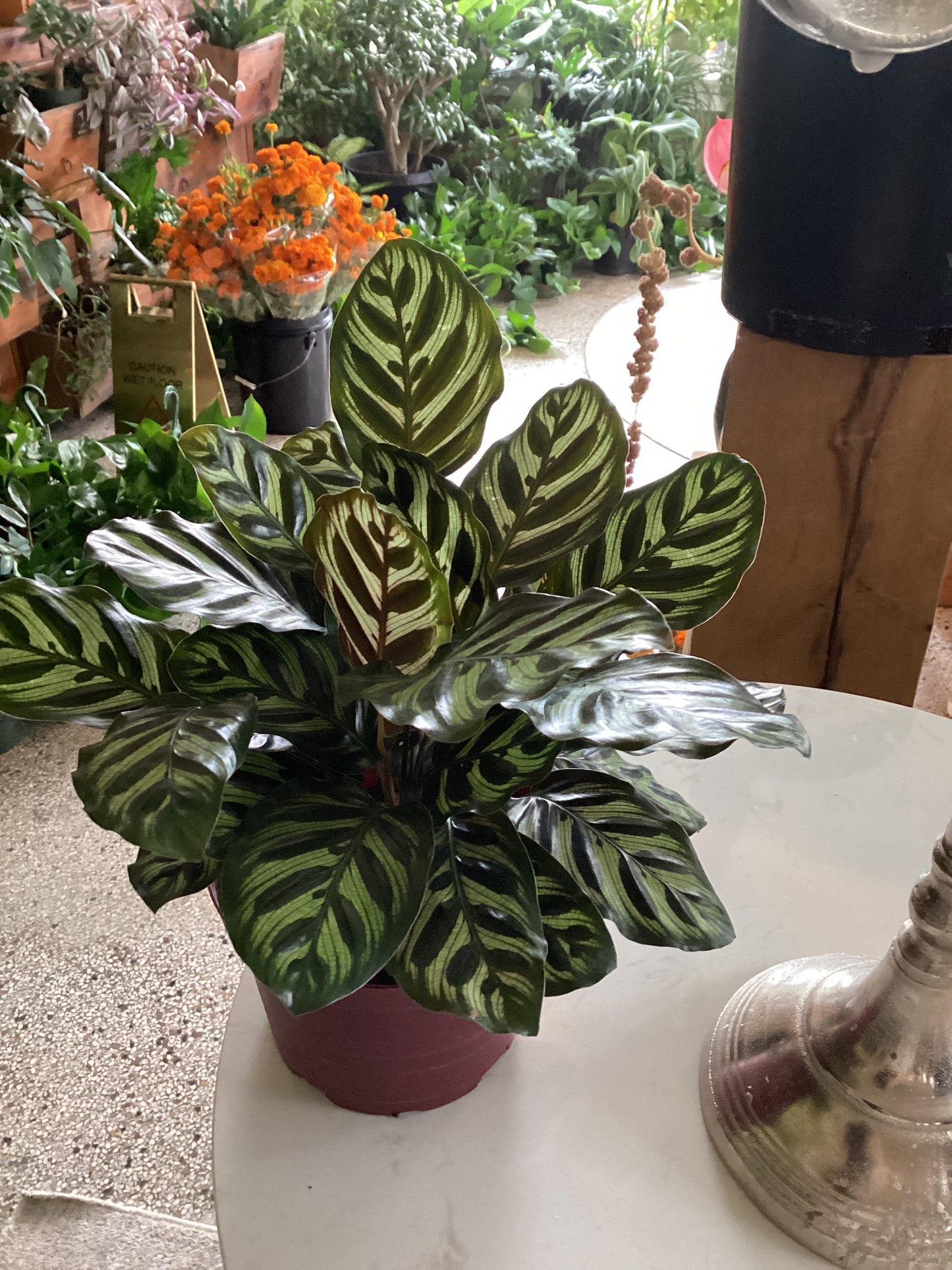 6in Aglaonema Emerald Beauty