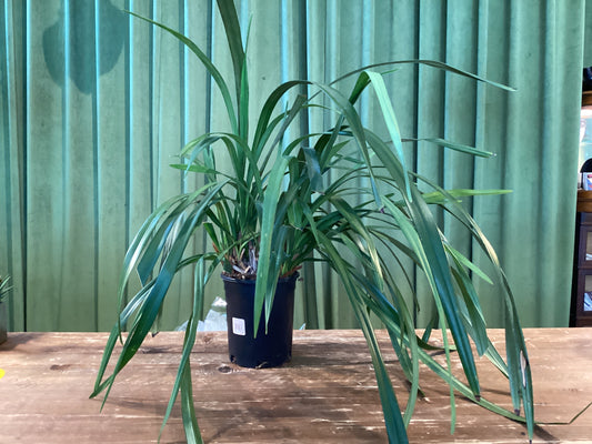 Orchid Cymbidium