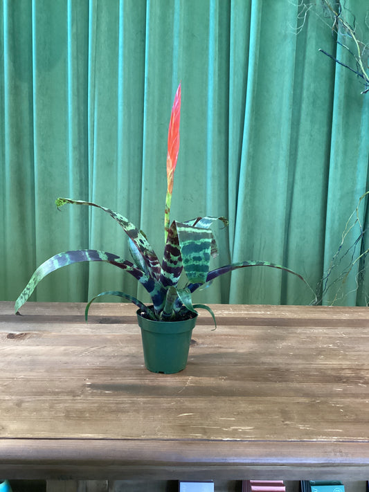 4IN Bromeliad