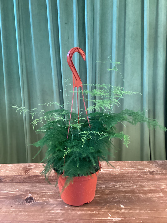 6IN Plumosa Fern