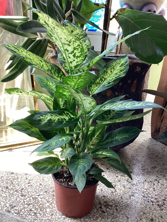 6IN Dieffenbachia