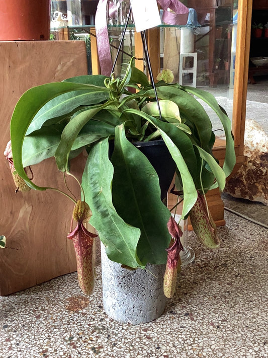 Nepenthes Carnivorous plant