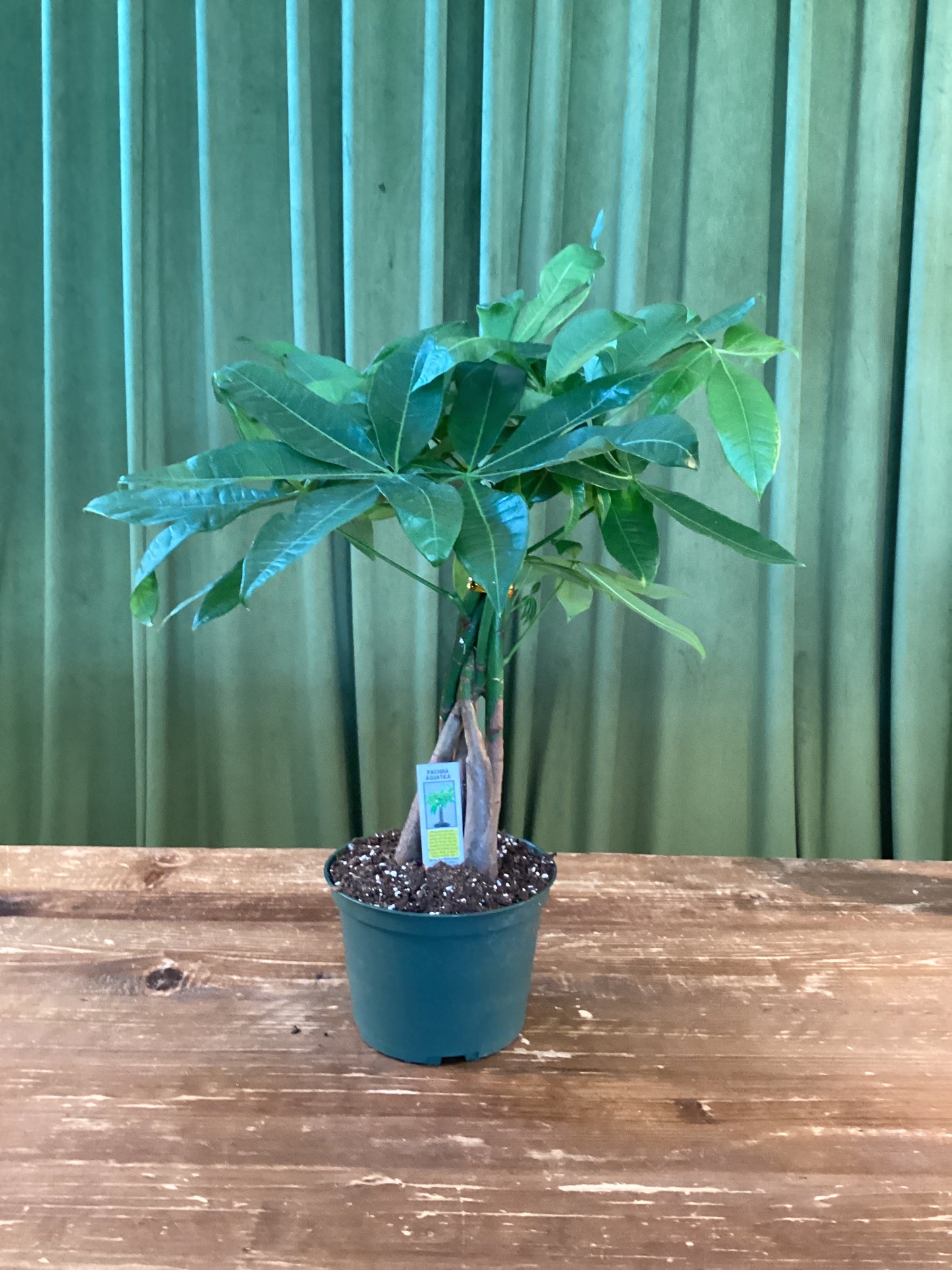 6IN Money Tree