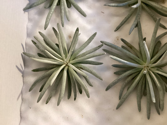 Senecio scaposus