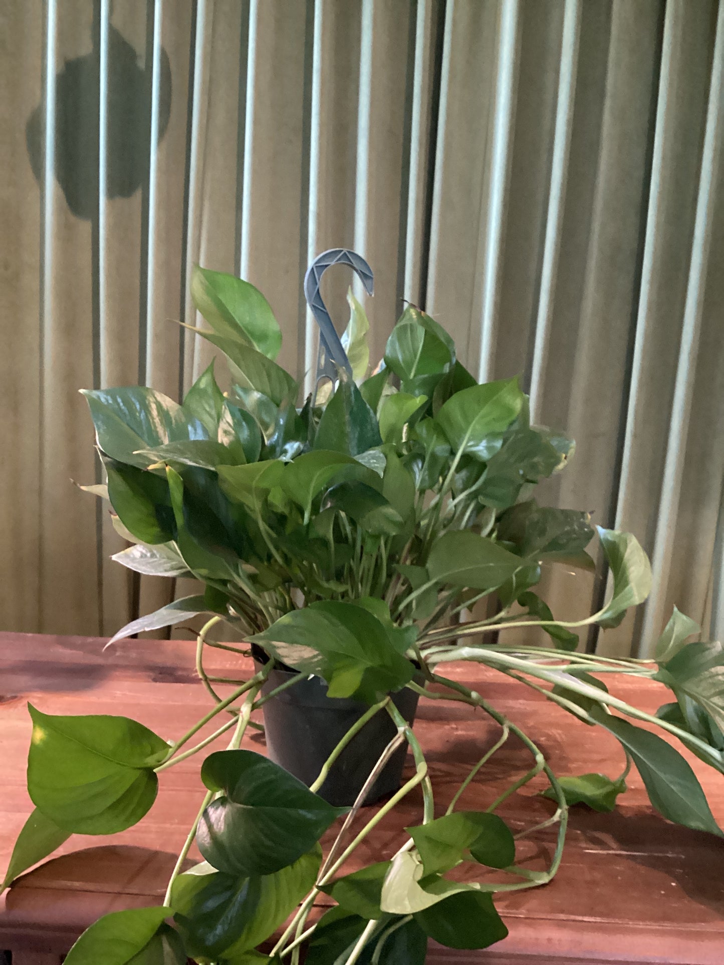 6in Jade Pothos Ivy