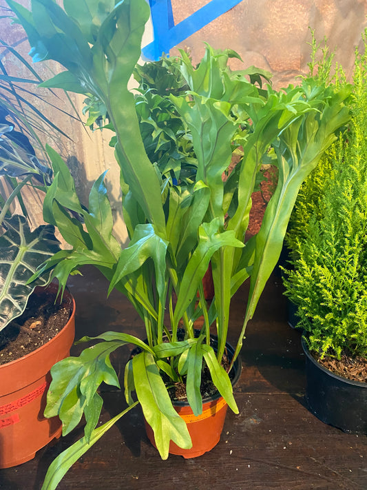 Bird nest Fern