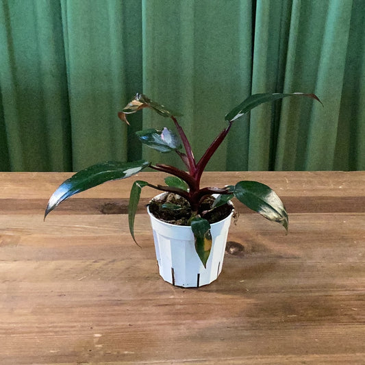 Philodendron 4” pink Princess