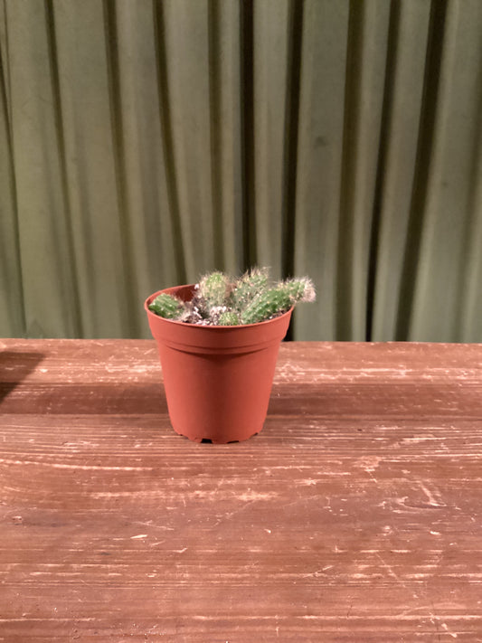 Monkey Tail Cactus